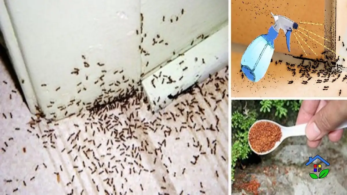 Ant Repels Home Tips .webp