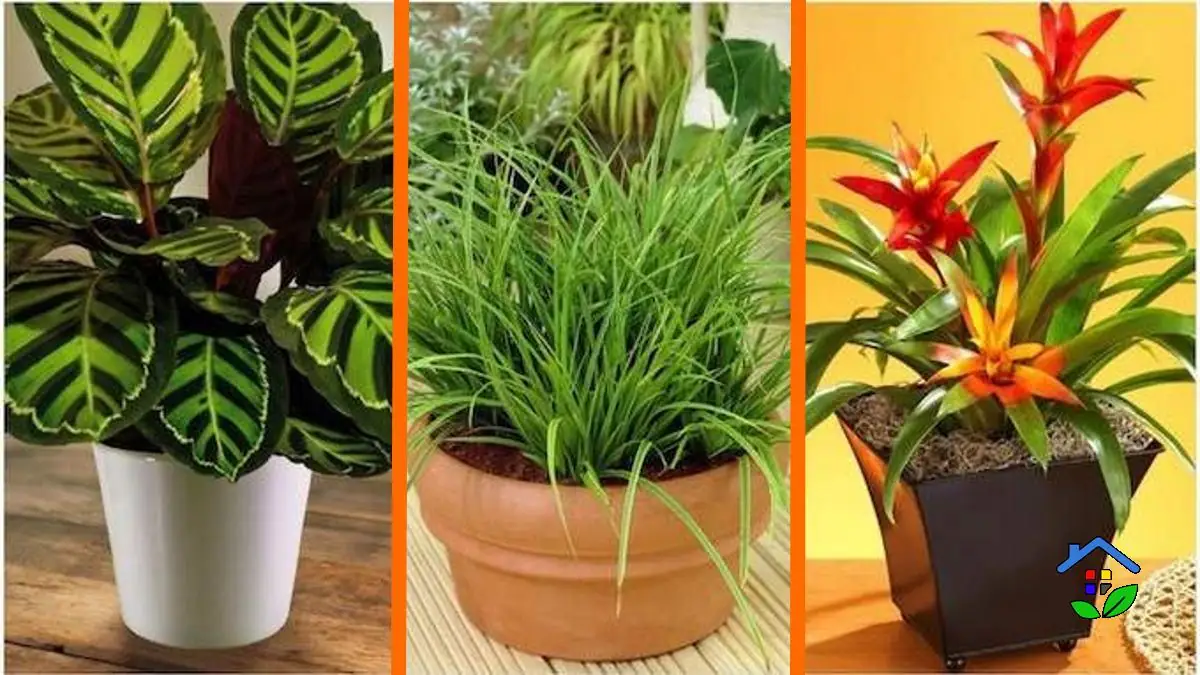 Shade Plants: 14 Indoor Plants for No Sunlight